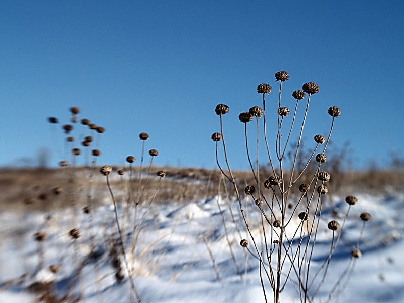 Blowing in the Wind