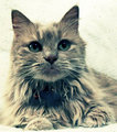 Kit