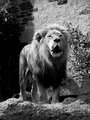 Lion's Pride Rock