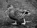 Little Miss Duck - b&w