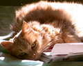 The Bill Collector