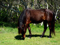 Wild Stallion (color)