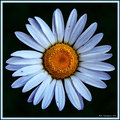 daisy_8138edit6-FINAL.jpg