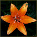 Day 7 - Tiger Lily & The Little Green Bug