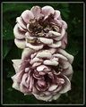 Antique Roses