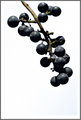 Day 25 - Grapes