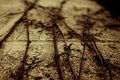 Day 7 - Vines
