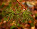 sugar-maple_3626.jpg