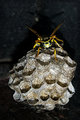 Day 15 - Yep, another yellow jacket