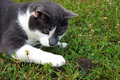 Day 18b - Rusty & His (not quite dead yet) Kill