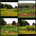 Day 20a - Fran's Garden Mosaic