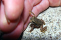 Day 21 - The Tiny Toad