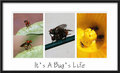 Day 24 - It's A Bug's Life