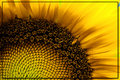 Sunflower Grunge