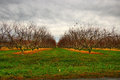 Day 8 - Peach trees past their prime