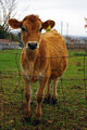 Day 9 - A Cow