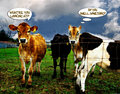 Cow Talk