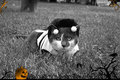 Day 2 - Boo Bee ;)