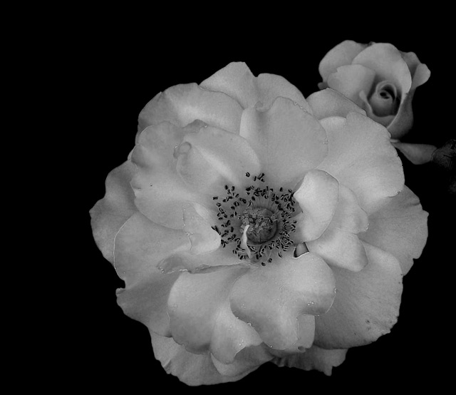 A Rose Or Two For You