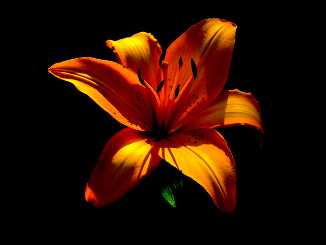 Tiger Lily