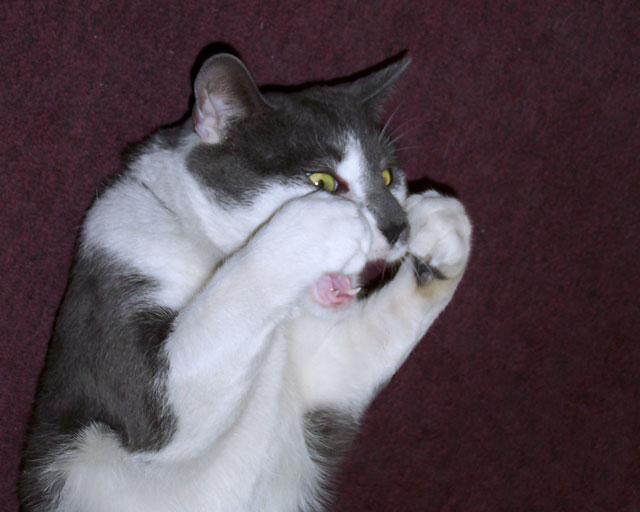 "Put Your Dukes Up!!!"