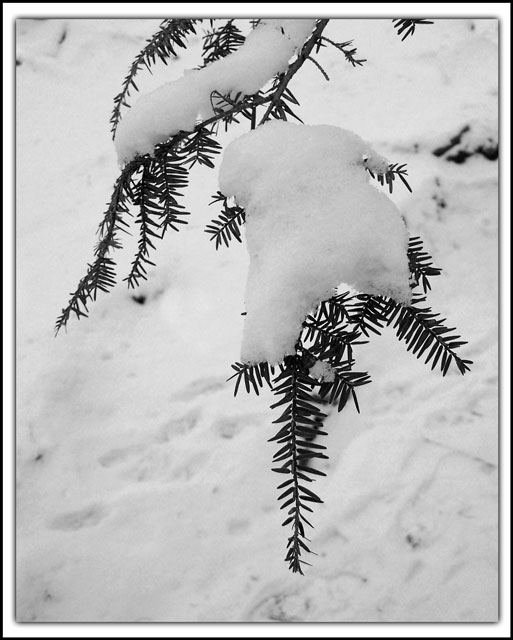 Day 7 - Needley Pines of Ricketts Glen State Park