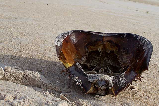 Horseshoe Crab (II)