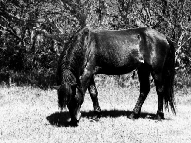 Wild Stallion (b&w)