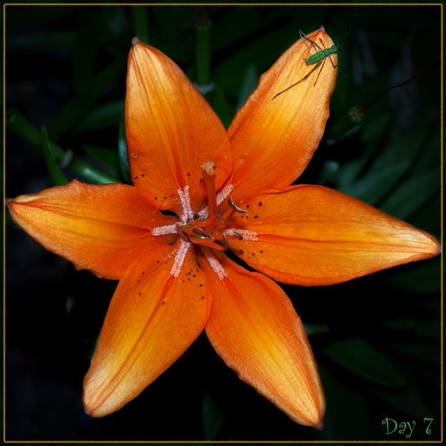 Day 7 - Tiger Lily & The Little Green Bug