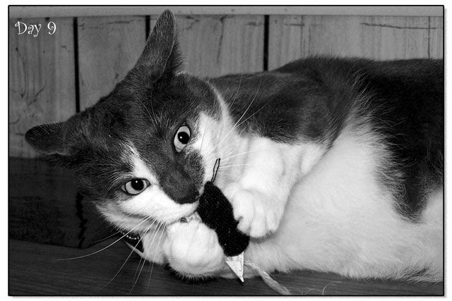 Day 9 - Rusty vs. The Catnip Mouse