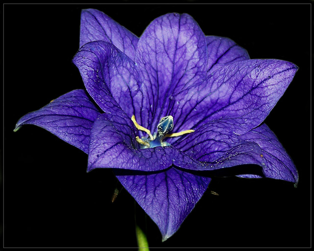 Blue Star Flower