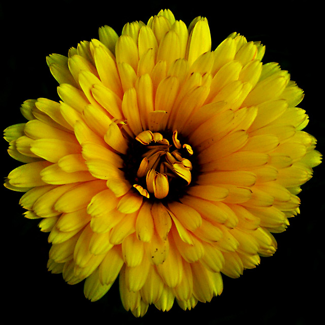 Yellow Flower