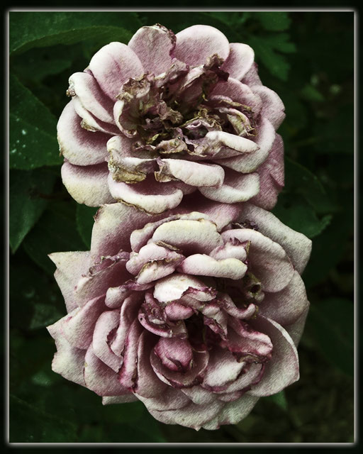 Antique Roses