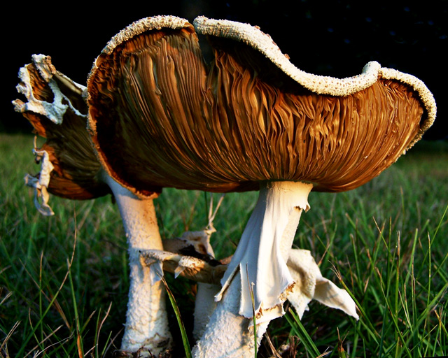 Day 2 - Shroomies (color version)