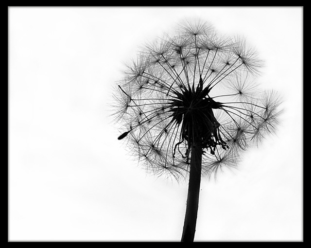 Day 10 - Dandelion