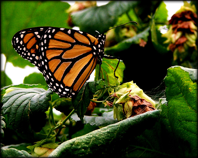 monarch_9942edit1.jpg