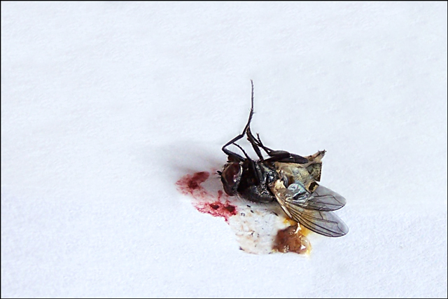 Death of the Fly