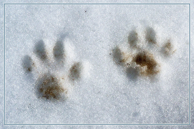 Day 20 - Snowy Footprints