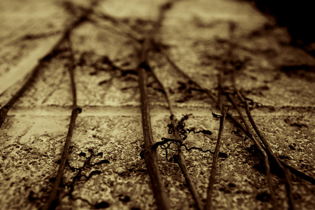 Day 7 - Vines