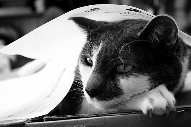Day 18 - Up to his head in paperwork