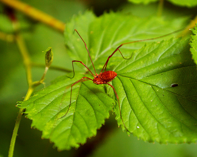 Grandaddy Long Leg