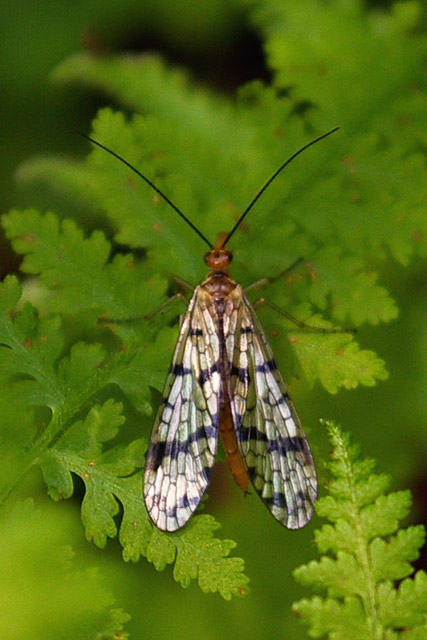 Some kinda flying bug