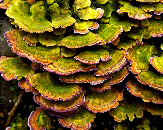 Day 7 - Fungus