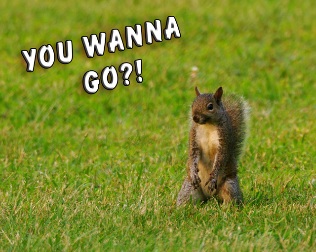 day-8-squirrel_5819.jpg