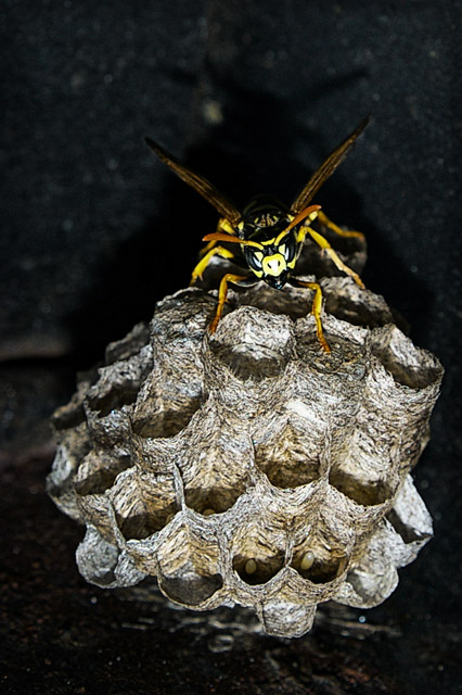 Day 15 - Yep, another yellow jacket