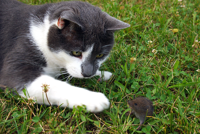 Day 18b - Rusty & His (not quite dead yet) Kill