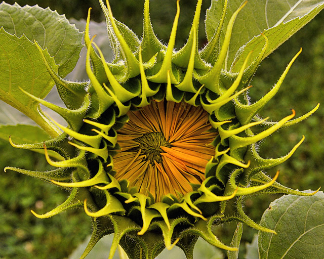 Day 23 - Sunflower