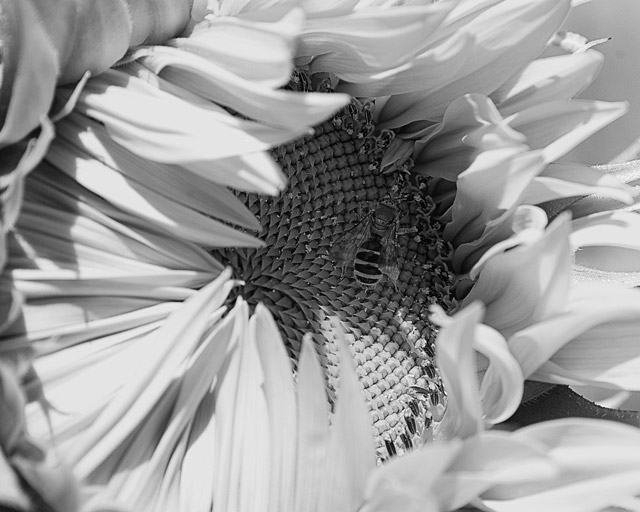 Day 25 - Bug on the sunflower