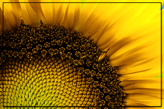 Sunflower Grunge