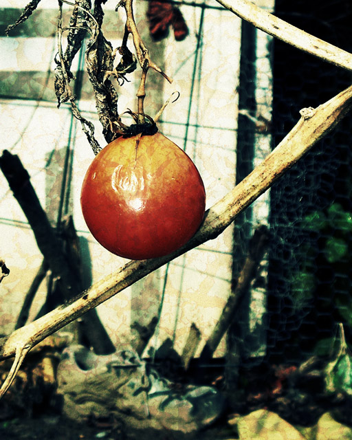 Day 1 - Lone tomato